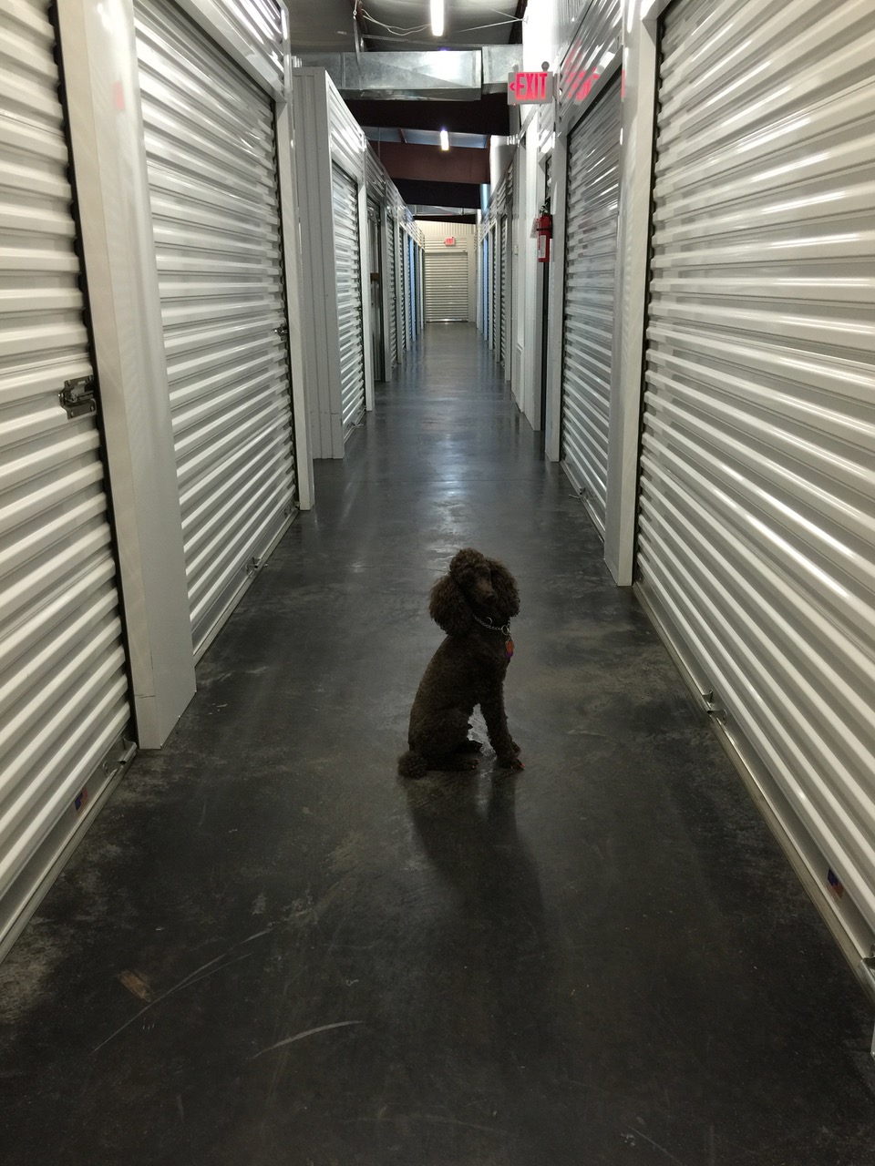 Hallway of interior storage units with a dog posing in the foreground