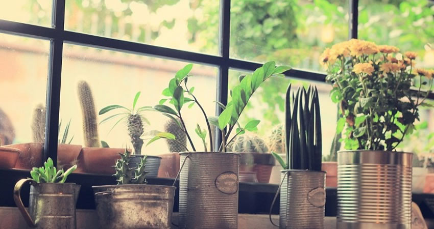 Best Plants for RVs in Rock Springs, WY