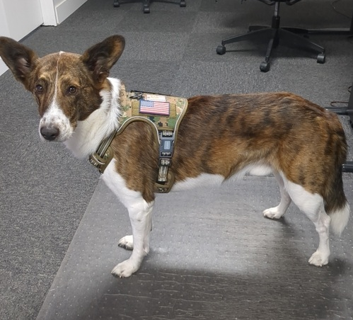 Calvin the dog, on patrol at Stuff Self Storage