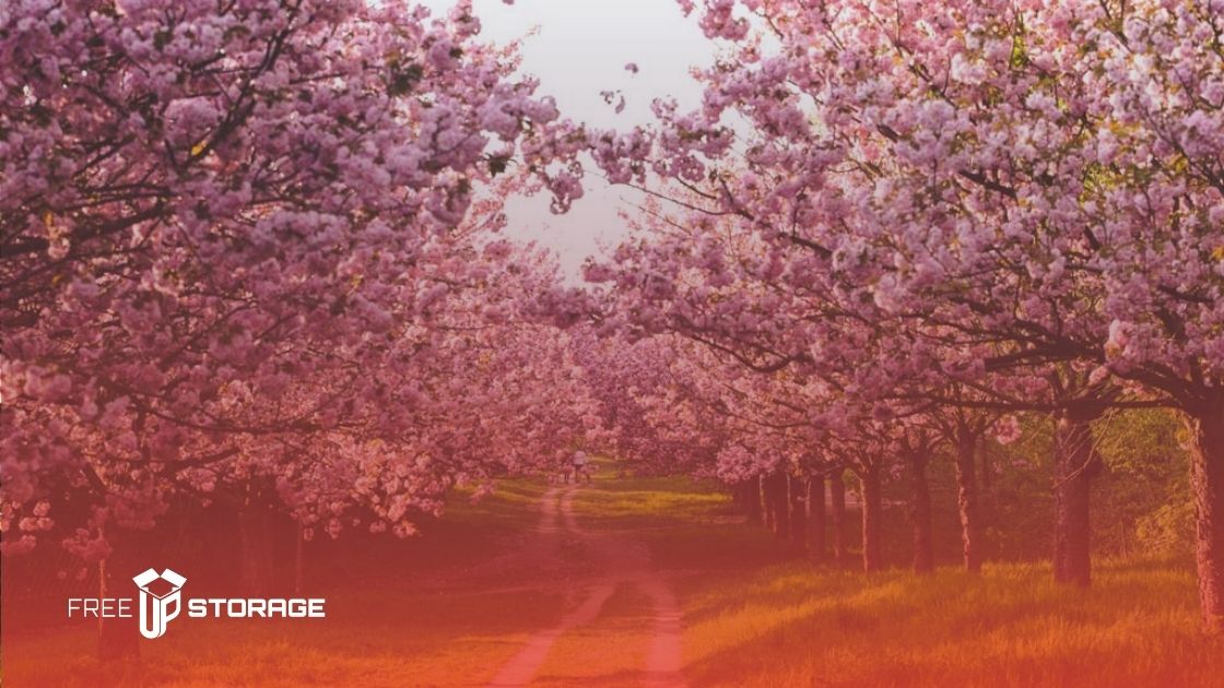 Cherry Blossom Trees 