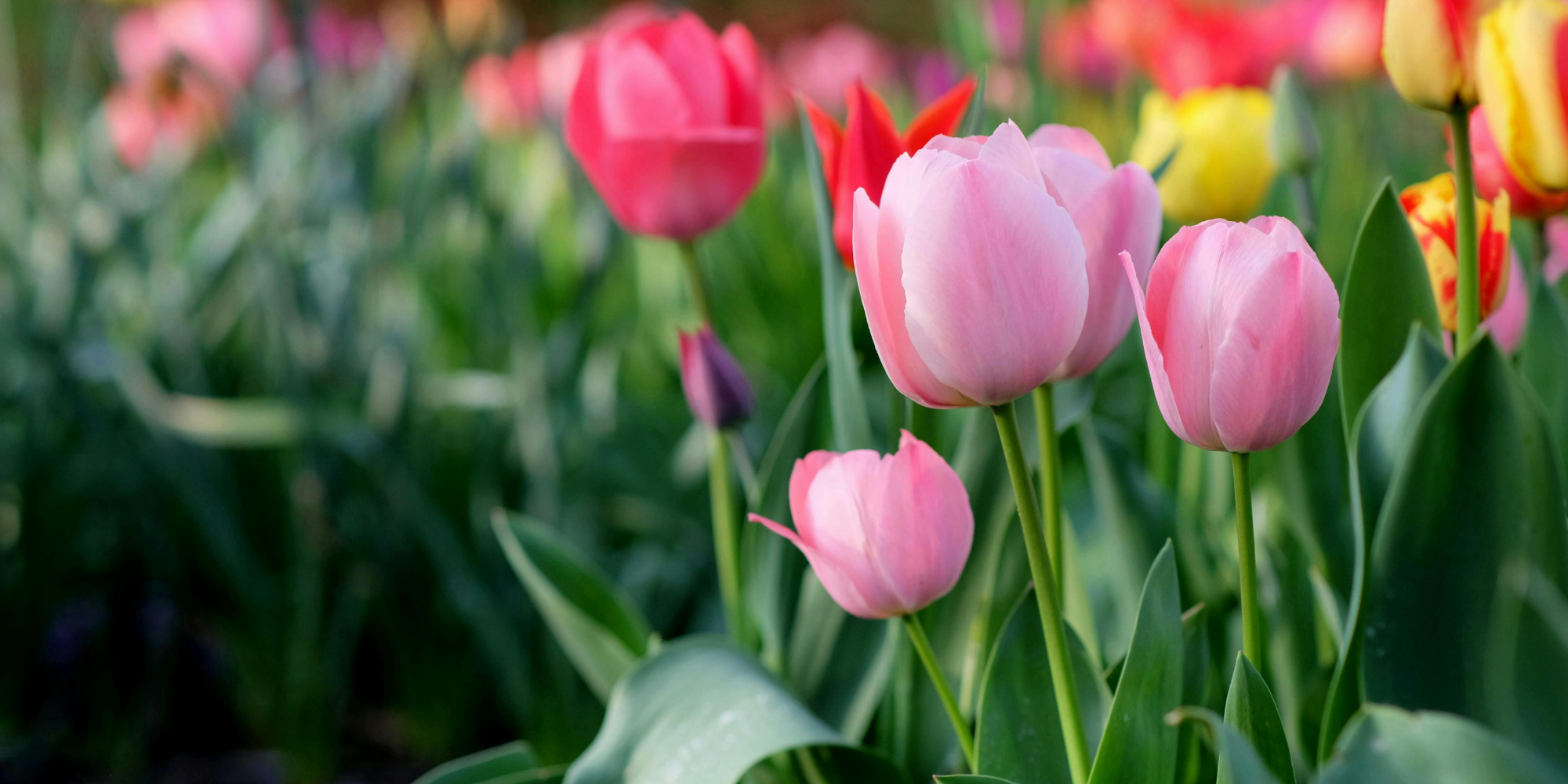 Spring Cleaning Storage Sale 2