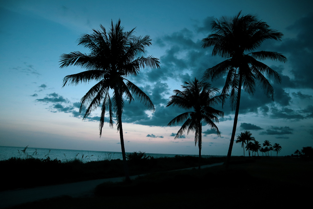palm-trees-by-the-beach-bonita-springs-fl