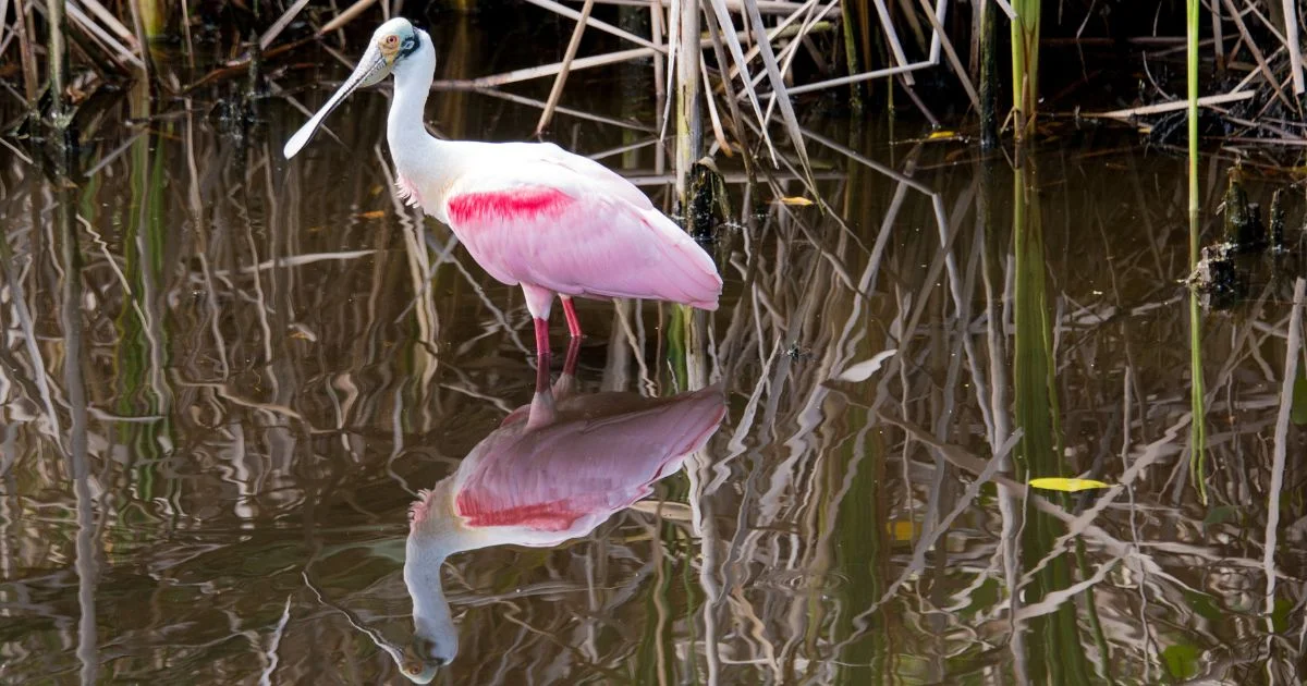 Roseate spoonbill standing in a wetland habitat