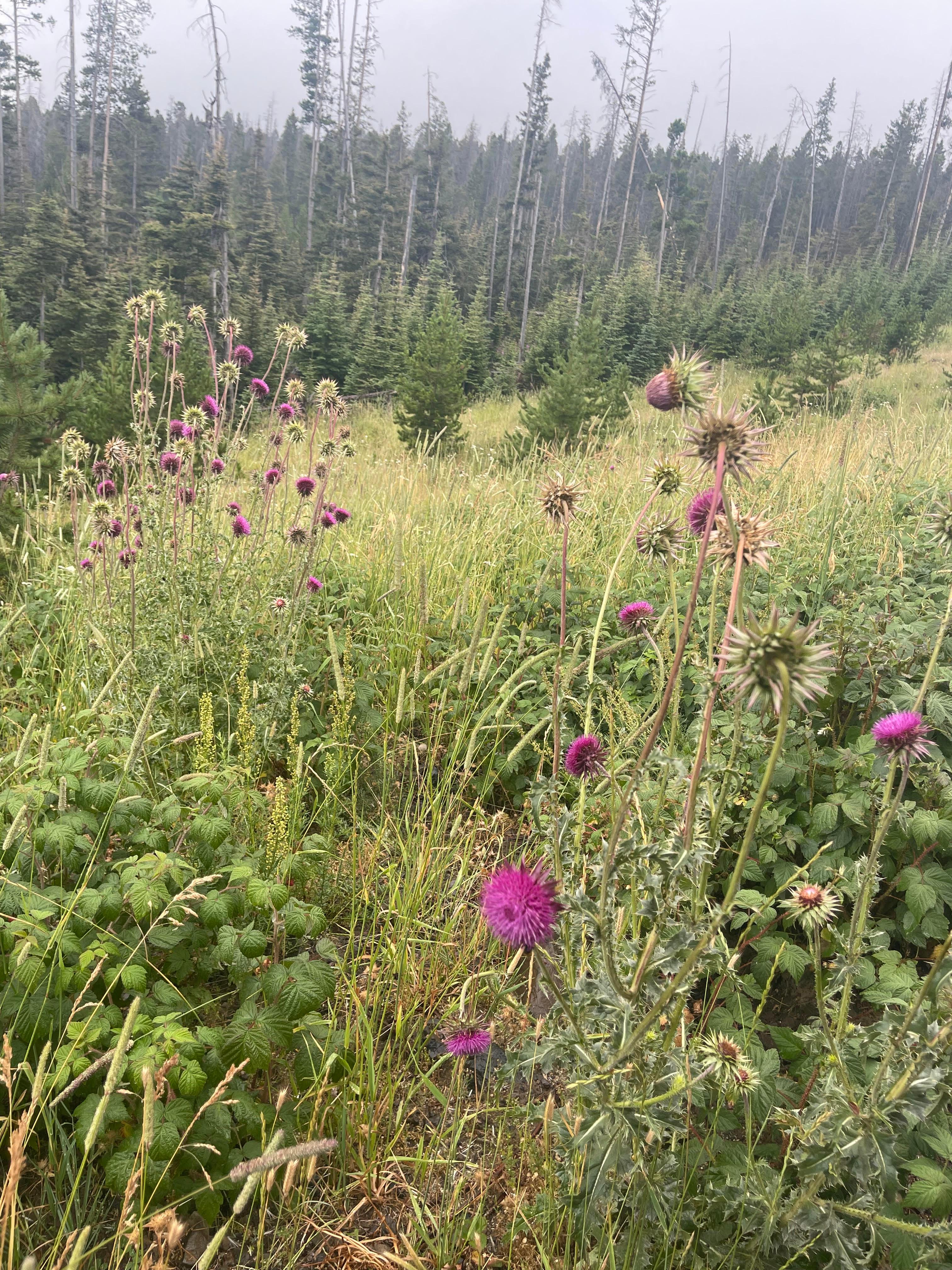 Helena Valley Rentals (406) 690-7663 info@helenavalleyrentals.com