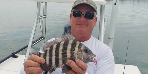 St. Augustine's Striped Sheepshead Portrait St. Augustine's Striped Sheepshead Portrait