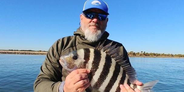 Sheepshead, Coastal Delight Sheepshead, Coastal Delight