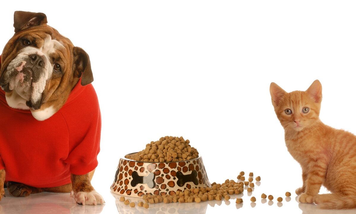 Organizing and Storing Pet Supplies