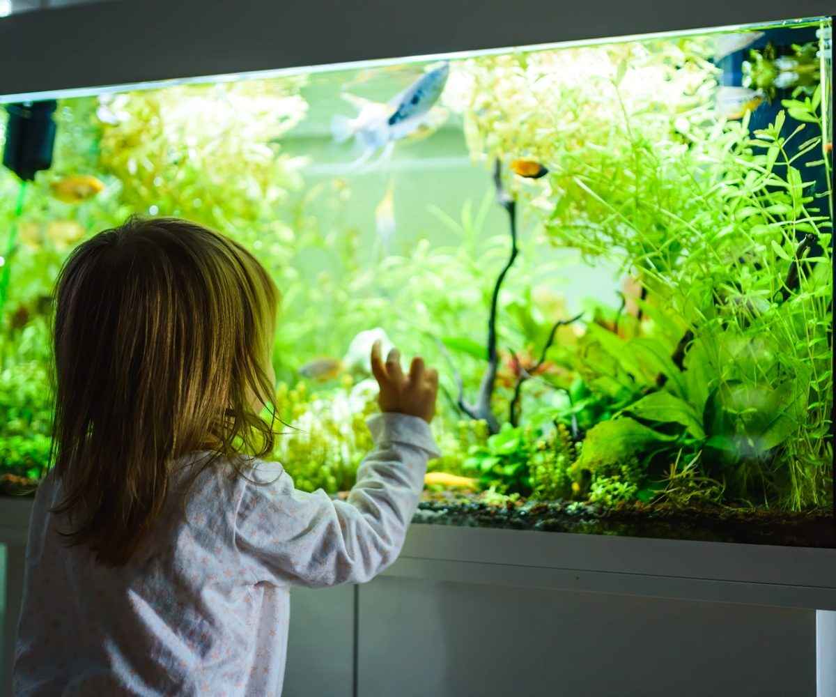 Tips for Moving a Fish Tank