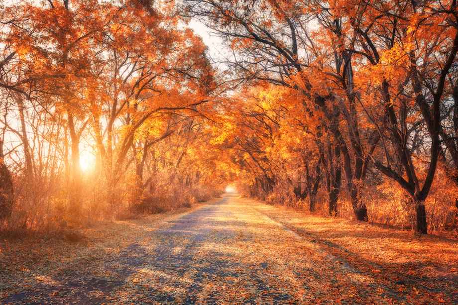 Experience the Colors of Fall in Michigan
