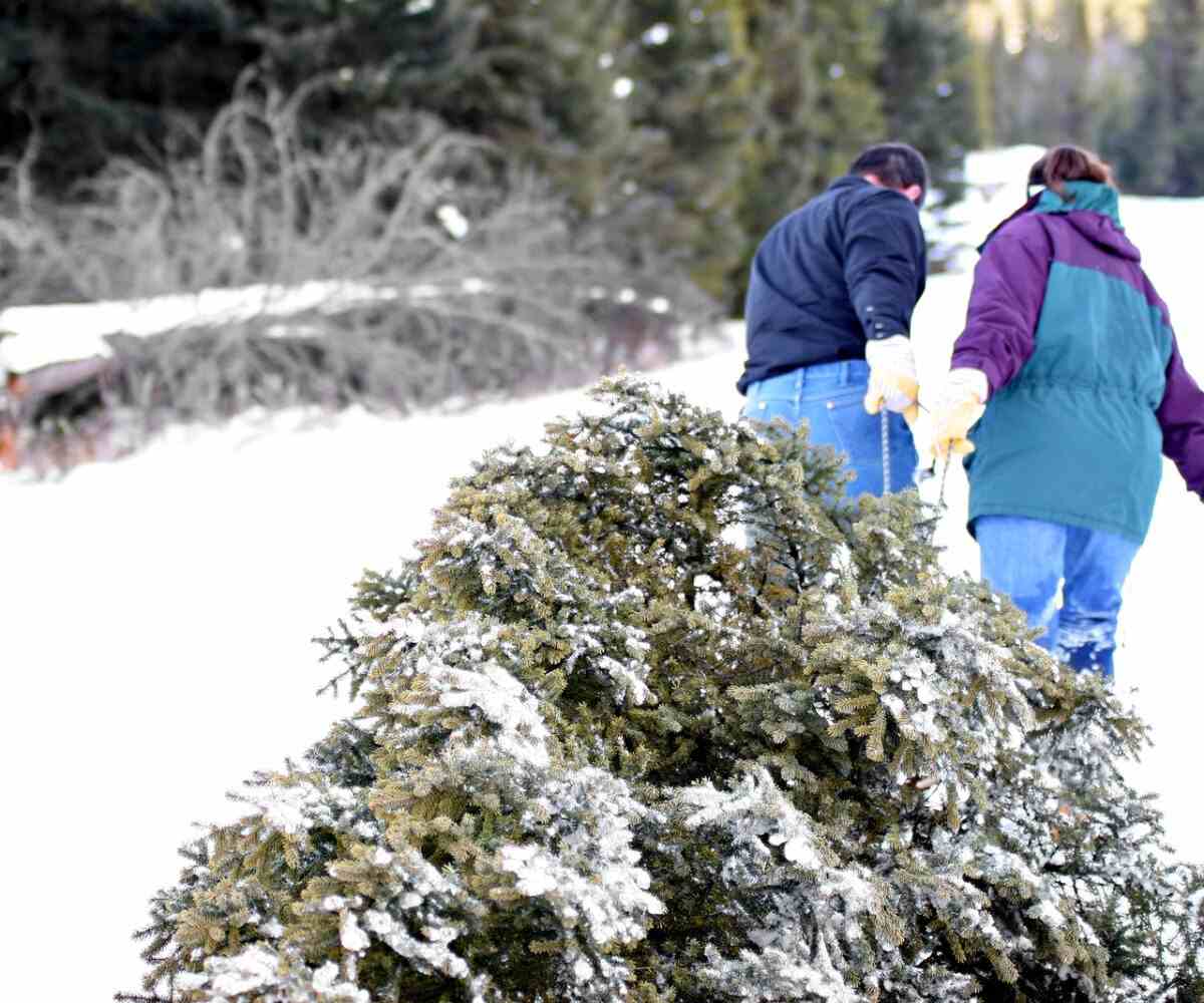 8 Christmas Tree Farms in Michigan