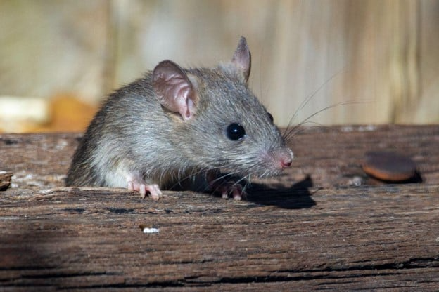 Close up picture of a rodent climbing out of a hole in a piece of wood.