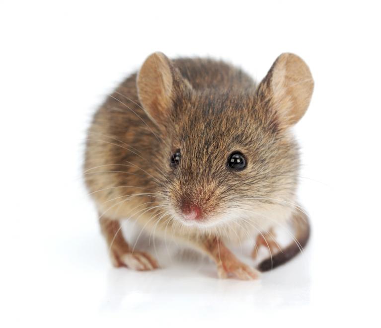 5 Signs Your Storage Provider May Have Rodents