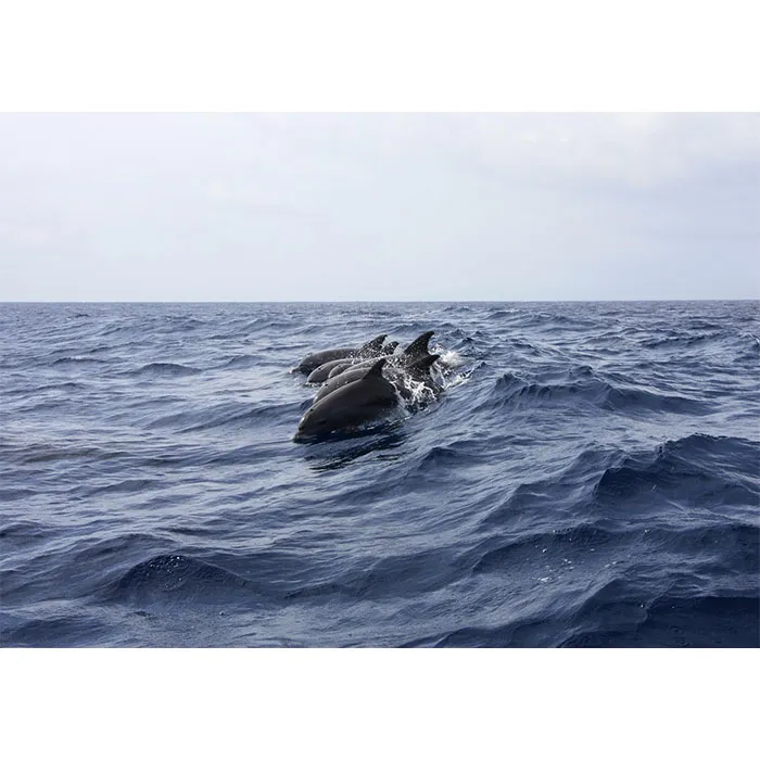https://book.pursuitofhoppinesscharters.com/