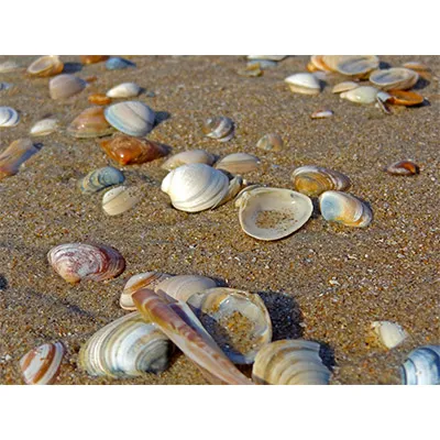 shelling-tours-naples-fl.webpshelling-tours-naples-fl.webp