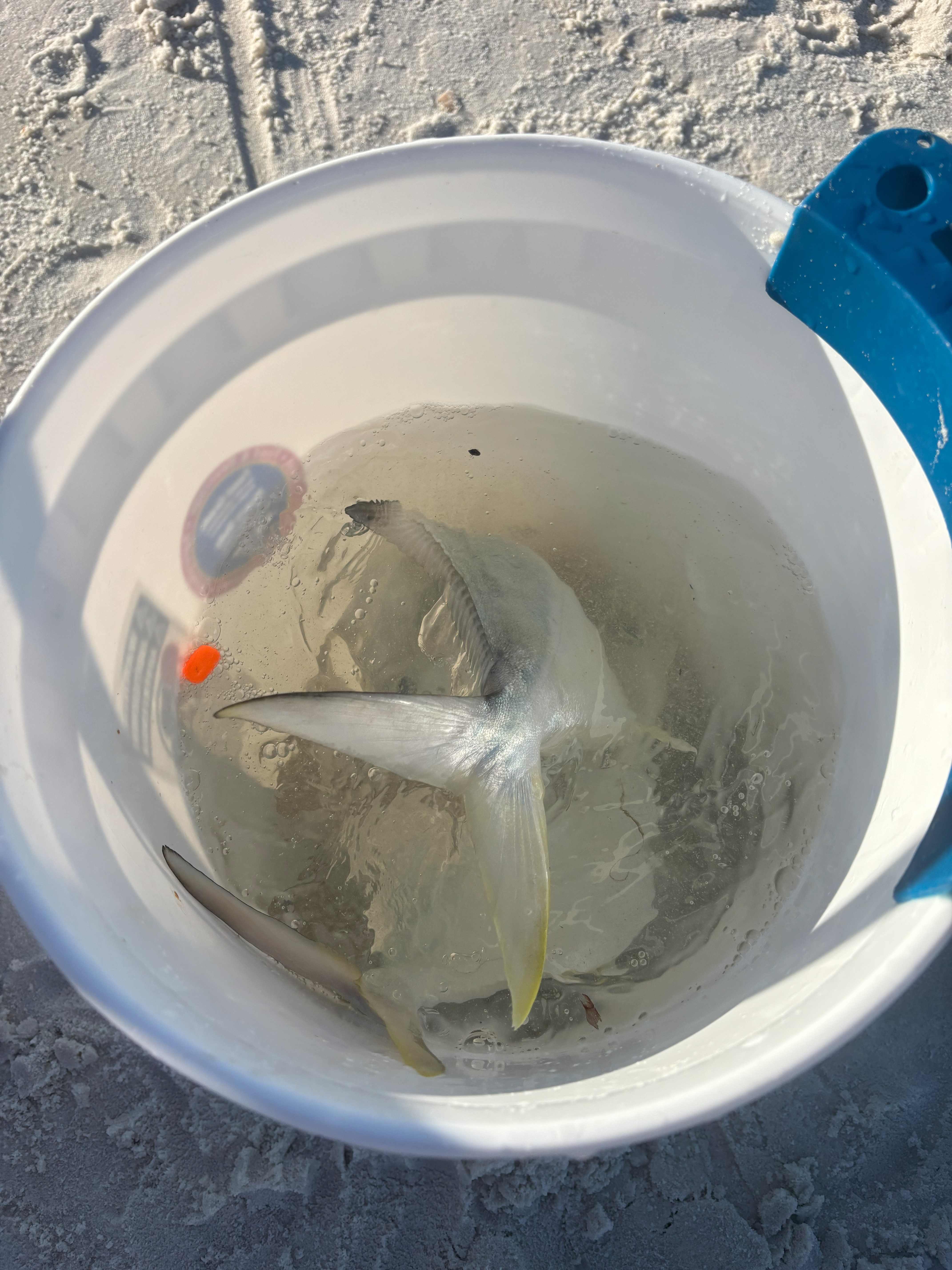 Catch and Cook in Santa Rosa Beach, FL