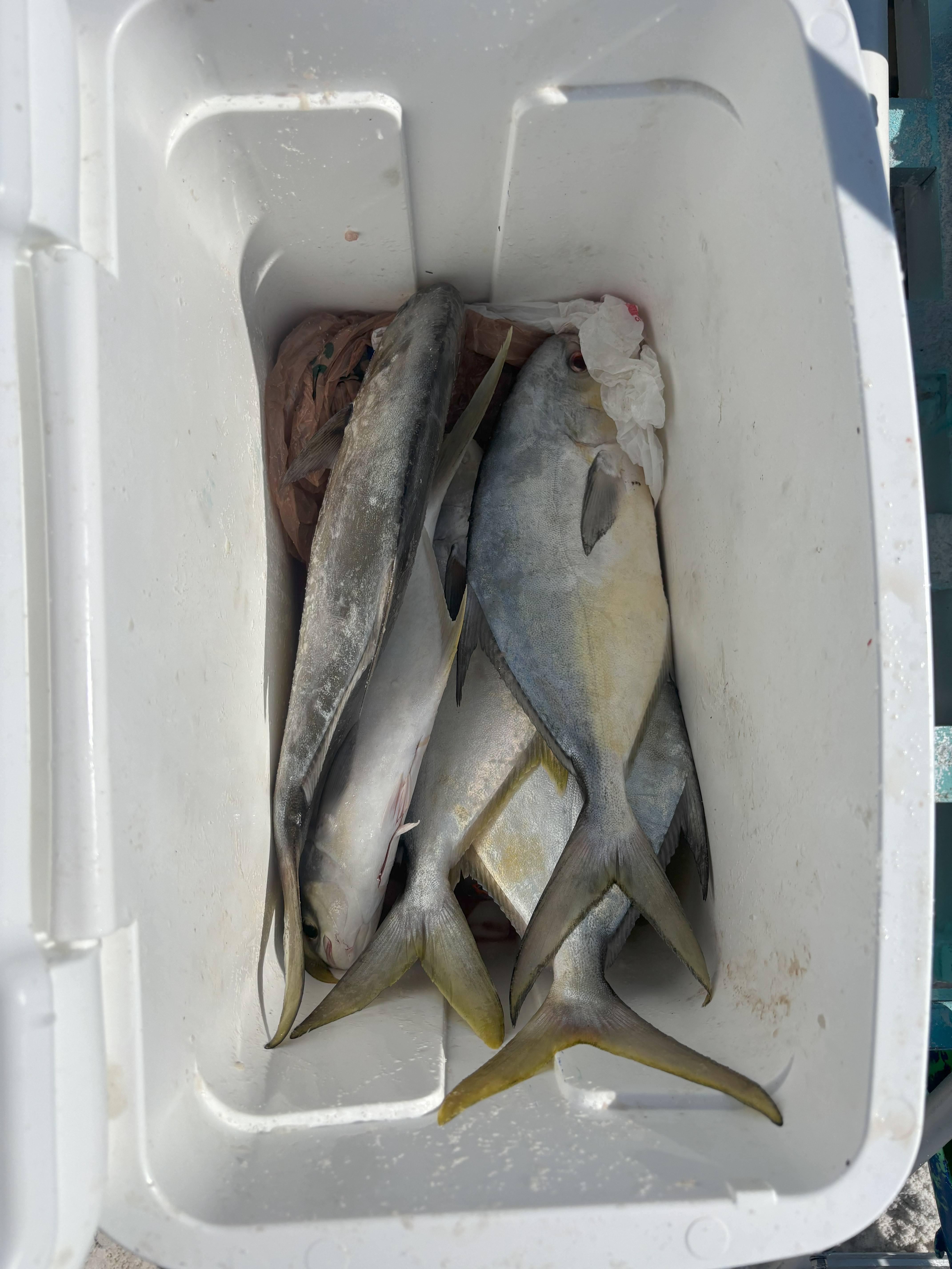 Fresh Fish in Santa Rosa Beach, FL